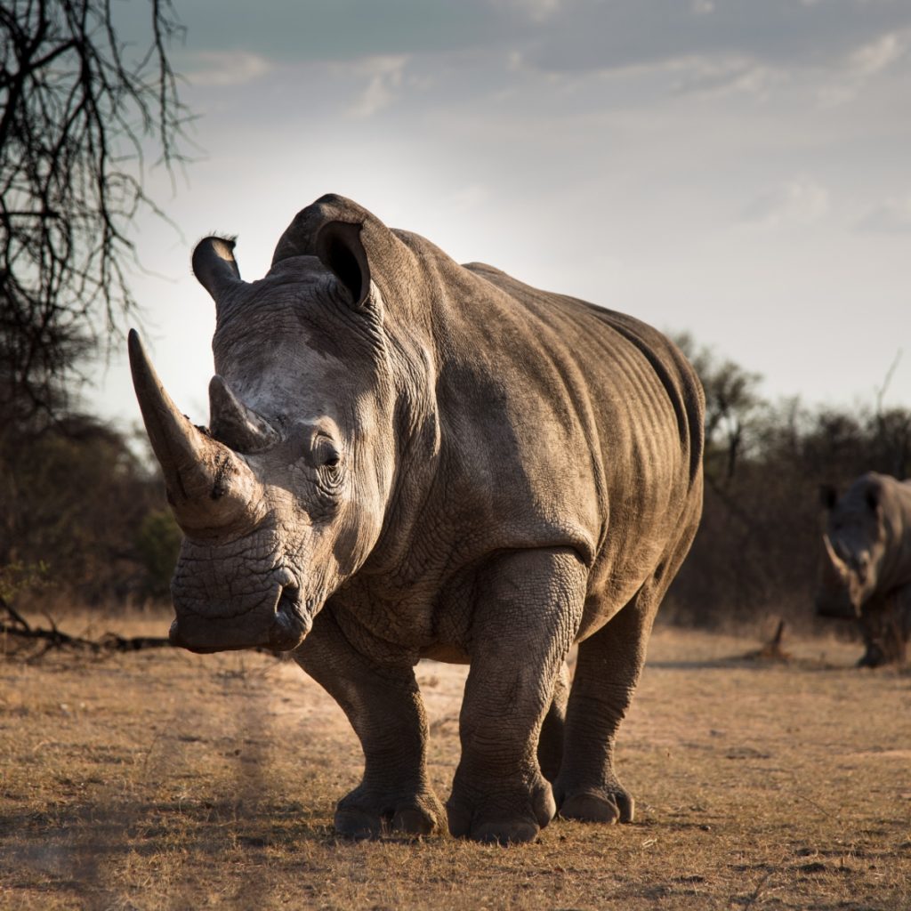 rhino-up-close